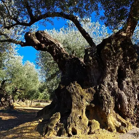 Con Estilo Y Acogedor Sant Mateu